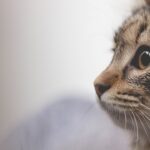 Photo Cat Pokémon